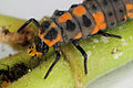 Ladybird larva consuming an aphid