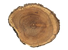 Cross section of wood