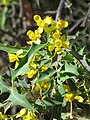 Berberis harrisoniana