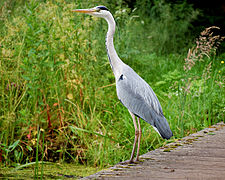 Graureiher (Ardea cinerea)