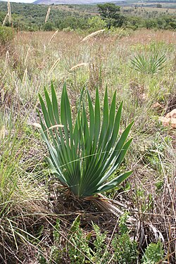 Habitat de B. disticha