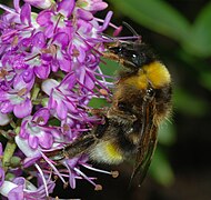 Bombus vestalis, паразит легла бумбара Bombus terrestris