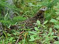 Canachites canadensis, famiglia Phasianidae