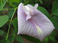 Clitoria mariana flower