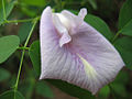 Flor de Clitoria mariana