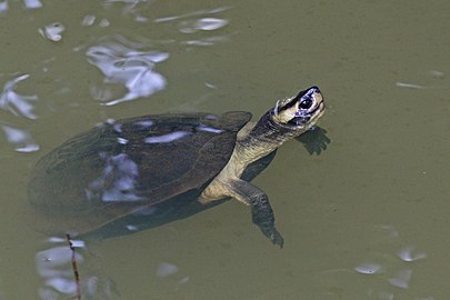 M. t. coronata Chambal River, Uttar Pradesh, India