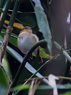 Description de l'image Cryptic Flycatcher.jpg.