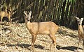 Odocoileus virginianus