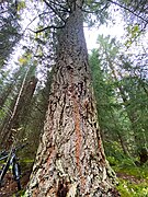 Introduced coast Douglas-fir in Trondheim Municipality.