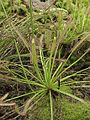 Drosera capensis