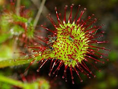 Photographie d'une plante carnivore ayant capturé des insectes.