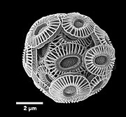 Gephyrocapsa huxleyi (Syn. Emiliania huxleyi) 🌐 Calcit-Coccolithen