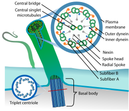 Description de l'image Eukaryotic cilium diagram en.svg.