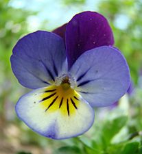 Viola tricolor