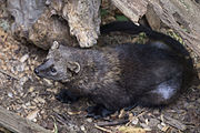Black and brown mustelid on the ground