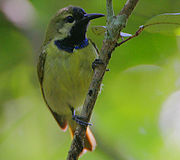 greenish sunbird with yellow undersides and bluish-black face