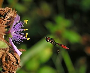 Flower-fly, Ocyptamus, approaching a flower