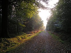 Image illustrative de l’article Forêt de Saint-Sever