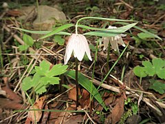 花は椀状鐘形で、先端はやや外側に反り返る。赤みを帯びた白色から淡紫色で、外面に薄い紫褐色の縦線と薄い暗紫色の斑紋がある。