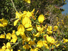 Genêt épineux Genista scorpius