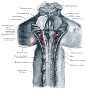 脊髓和後及中腦的上半部分。
