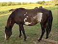 Sabino Spanish Mustang