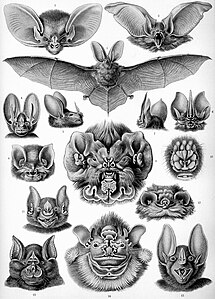 Bats, by Ernst Haeckel