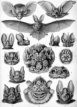 Bats, by Ernst Haeckel, 1904