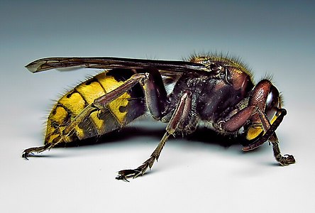 European hornet, by Blaise Frazier