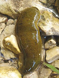 A leech on a rock.