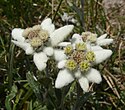 Late season version with "fat" appearance from flowered-out central floret-pods and from longer petal-"fuzz".[11] Specimen found in the Stubai Alps.[12]