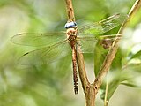 Male, Bengaluru, India