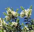 Cultivated specimen in Melbourne