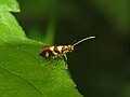 Micropterix tuscaniensis