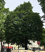 Rosskastanie St.-Wolfgangs-Platz