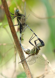 Orthetrum sabina mating pair