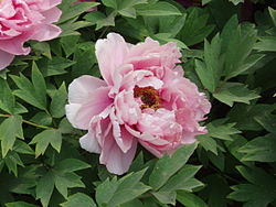 Paeonia suffruticosa.