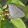 On Santalum album in Hyderabad