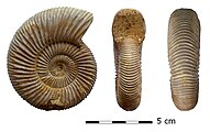 Perisphinctes virguloides