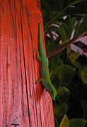 Phelsuma astriata