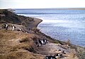 Pingüinera en la caleta