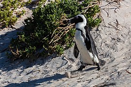 Manchot du Cap à Boulders Beach.