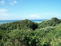 Dune vegetation in the Pipeline Coastal Park.