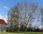 Platane im Stiftpark Viktring