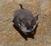 Gray bat