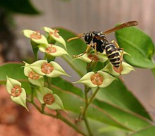 Polistes sp. visiting Euphorbia genoudiana