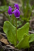 Dodecatheon frigidum[англ.]*