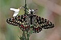 Spanish festoon (Zerynthia rumina), tribe Zerynthiini