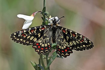 Une proserpine, papillon des contrées de la Méditerranée occidentale. (définition réelle 2 784 × 1 856)