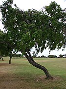 A Oahu, Hawaii